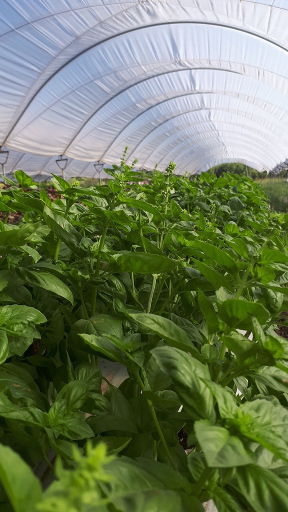 Albahaca verde