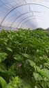 Albahaca verde
