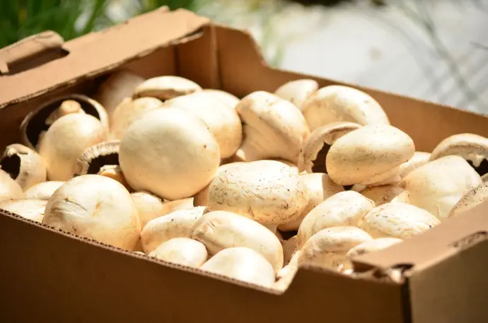 Champignon (caja)