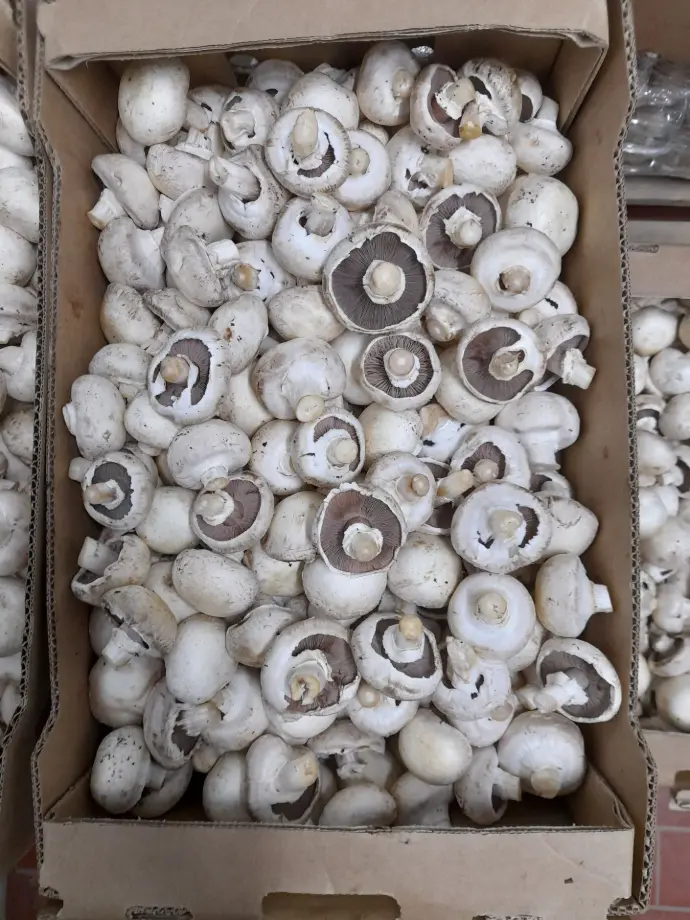Champignon gastronómico