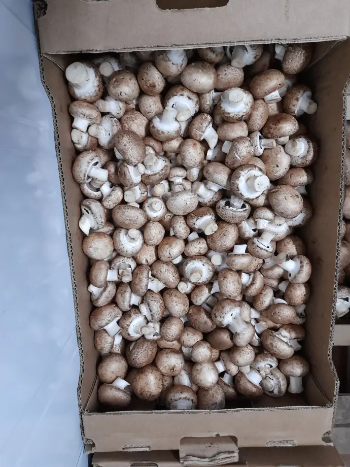 Portobello gastronómico