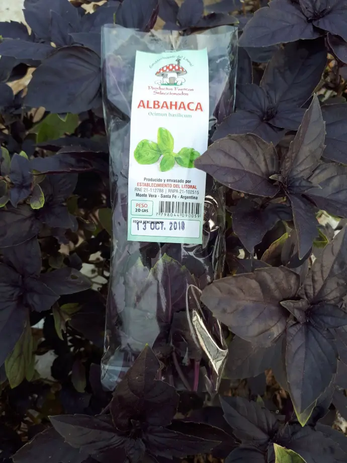 Albahaca morada