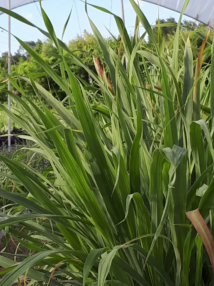 Lemon grass