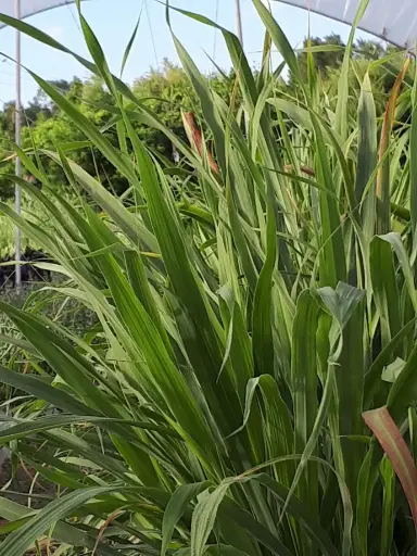 Lemon grass