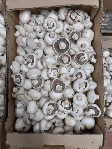 Champignon gastronómico