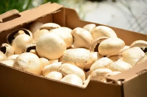 Champignon (caja)
