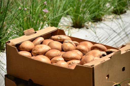 Portobello (caja)